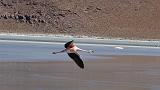 BOLIVIA 2 - Ruta de Las Joyas - Laguna Hedionda - Flamencos - 05